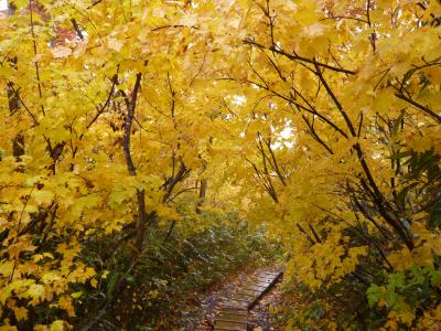 十和田湖～八甲田山紅葉ドライブ（十和田湖編）