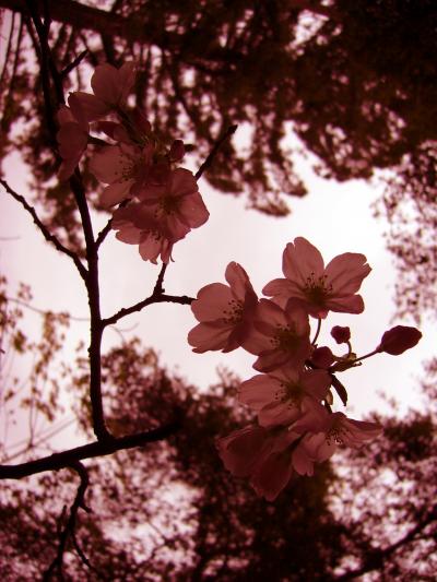 シリコンバレーで花見がしたい！桜を求めて・・・