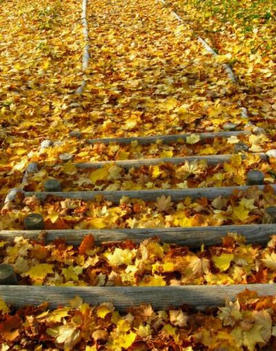 2007年 紅葉を求めて