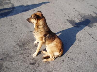 トルコで出会った動物たち