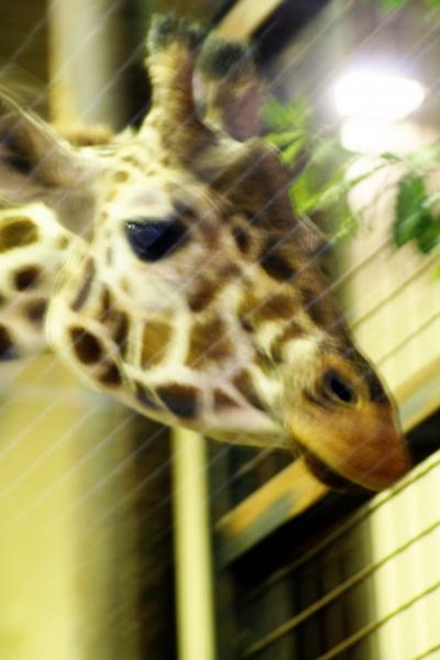 ドッキドキのプチオフ会＠上野動物園