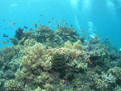 フィリピン ダイブサファリVol.2