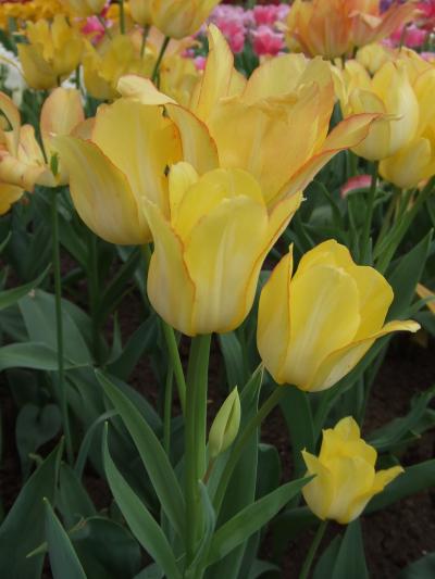 2007年春のオランダ・ベルギー?