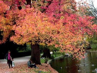 紅葉の日曜日そして一ヶ月後の12月初旬