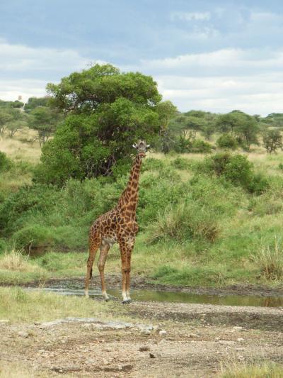 サファリ探検！ケニア＆タンザニア（セレンゲティ国立公園）