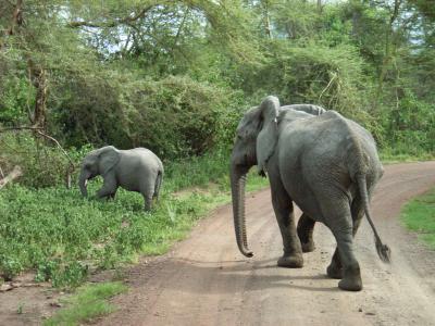 サファリ探検！ケニア＆タンザニア（マニャラ湖国立公園）