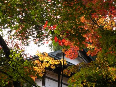 東京から日帰りで日光へ～色づきはじめた紅葉と東照宮、金谷ホテルのランチ～