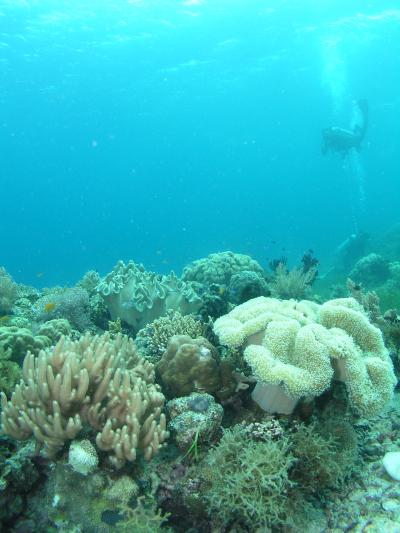 フィリピン ダイブサファリVol.3