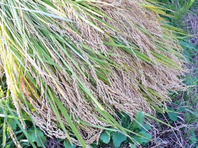 ぶらり秋の福島