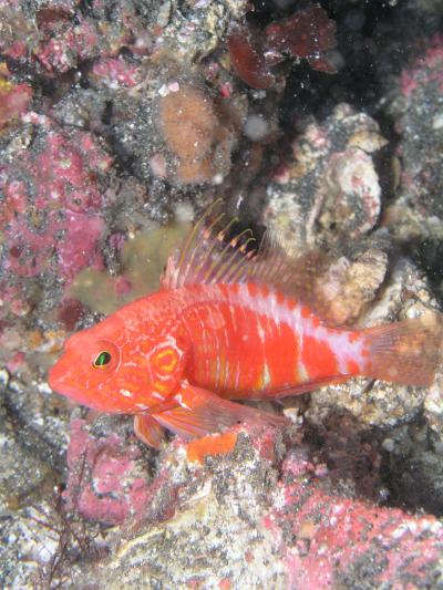 fairy的月次行事☆伊豆大島でマクロダイビング