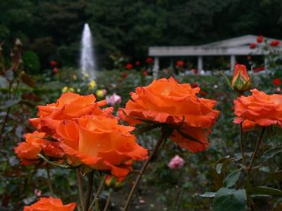 神代植物園 ～Rose Garden～