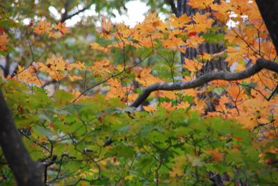 またまた東北紅葉?蔵王　三階と不動の滝