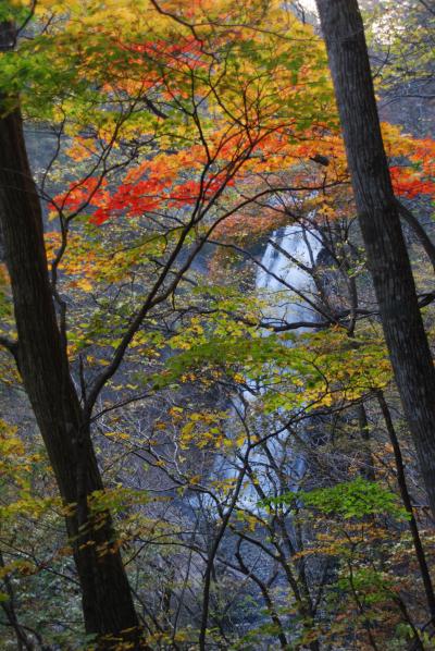 またまた東北紅葉?秋保大滝