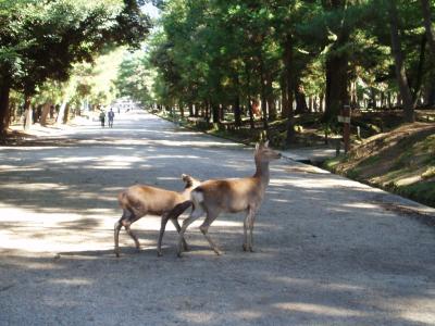 香港人の友達と一緒に大阪、奈良、神戸の旅