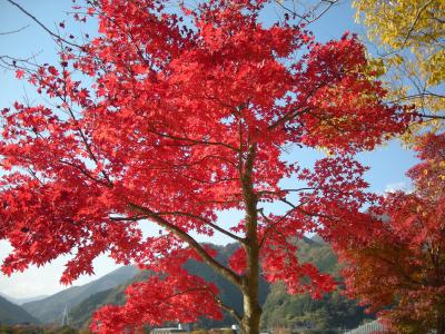 西丹沢　丹沢湖の紅葉狩り