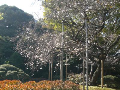 冬桜を見に小石川後楽園に