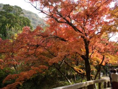 秋を楽しむ～別府・湯布院～