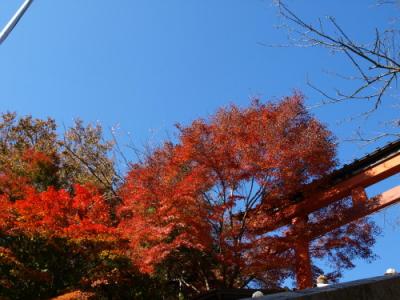 秋深まる高尾山