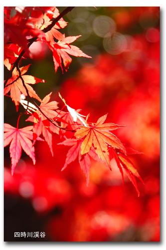 四時川渓谷の紅葉