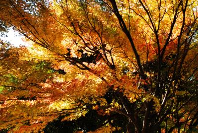 埼玉に訪れた紅葉