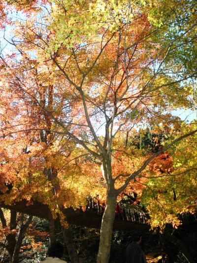 花貫渓谷・紅葉真っ盛り　☆汐見滝吊橋周辺50分ハイキング