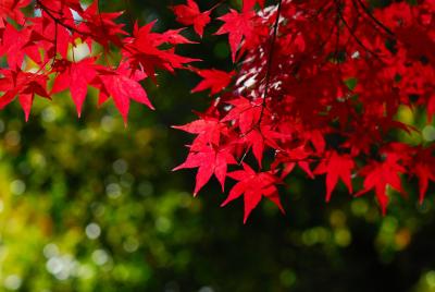 紅葉の宮島（初夜編）