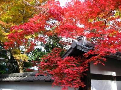 京都の紅葉めぐり
