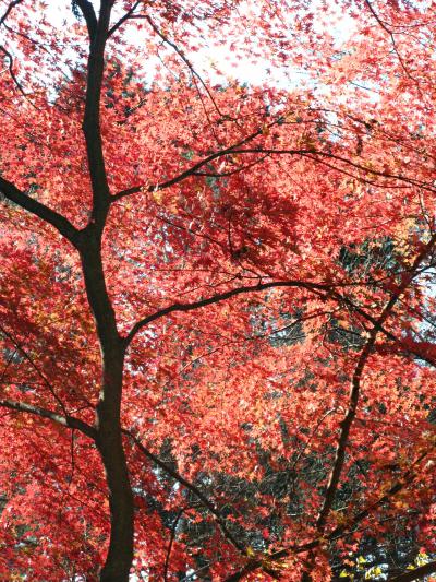 一丁平の楓（紅葉）に会いに　☆高尾山頂を越えて30分で