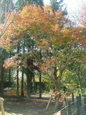 紅葉：房総の村