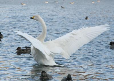 白鳥の飛来する大池　白河市表郷（旧福島県白河群表郷村）