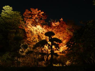 ３日間だけの紅葉ライトアップ＠松花堂庭園（京都府八幡市）