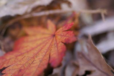 紅葉の季節です。