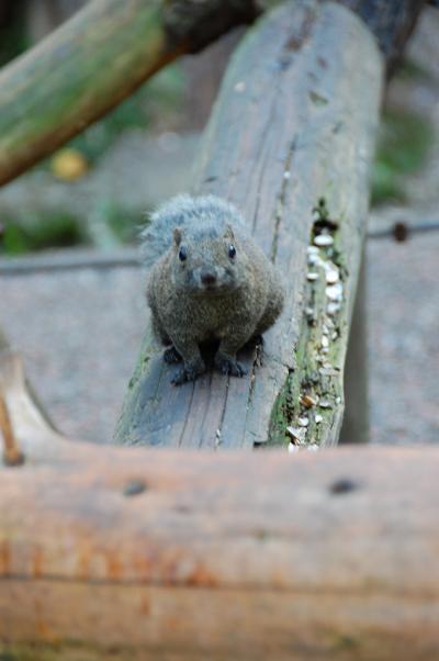 町田リス園と薬師池公園