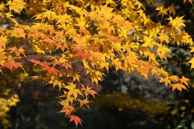 正法寺の紅葉