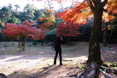 紅葉の宮島（紅葉谷公園・藤の棚公園・大元公園周辺編）