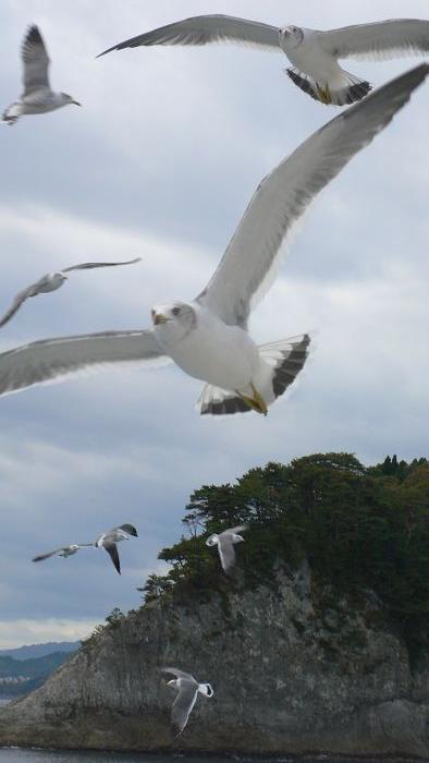 北東北欲張りドライブ紀行?三陸海岸(中編)