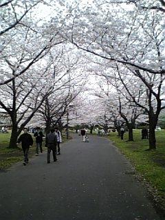 八潮公園の桜