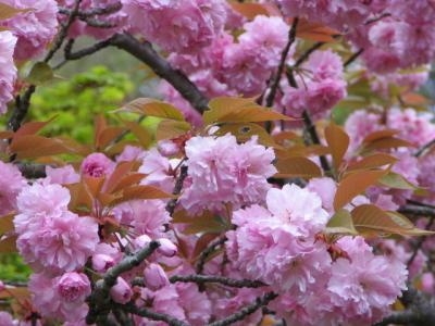 半世紀ぶり!の奈良