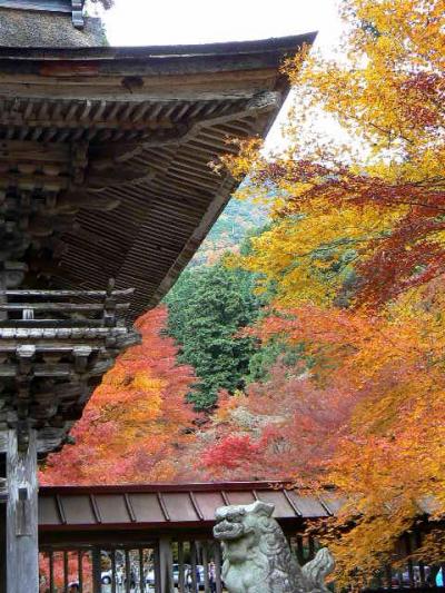 奥美濃の紅葉を訪ねて【1】ヤマモミジ三千本の原生林「大矢田神社」