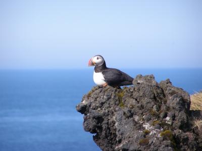 楽園アイスランド