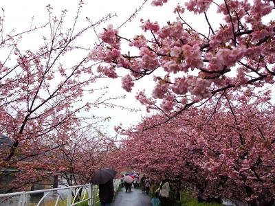 2007年　2月伊豆河津桜お花見旅行