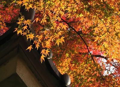 紅葉の鎌倉-1-　浄明寺、報国寺、瑞泉寺、永福寺跡