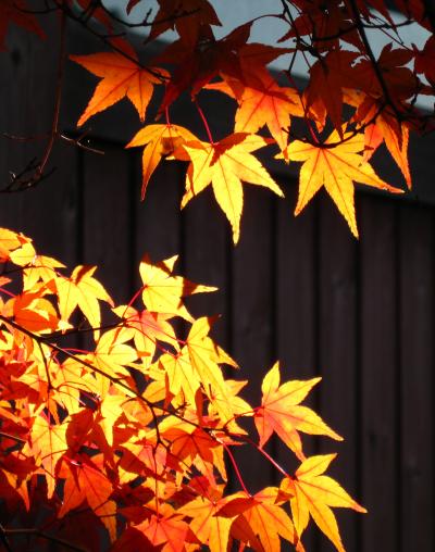 紅葉の鎌倉-2-　鶴岡八幡宮、荏柄天神社、鎌倉宮、覚園寺