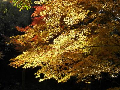 東山公園紅葉狩♪