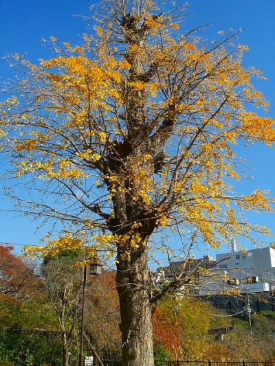 桜を探して芝公園