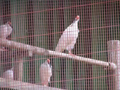 ようやく来ました佐渡島