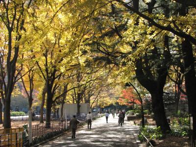 紅葉真っ盛りの日比谷公園を訪問その?松本楼前の大銀杏