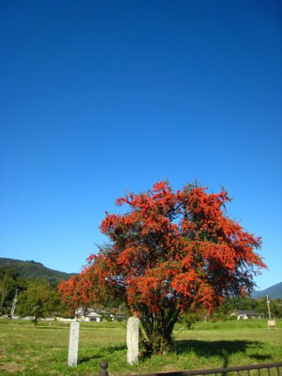 太宰府散策　２００７年１１月