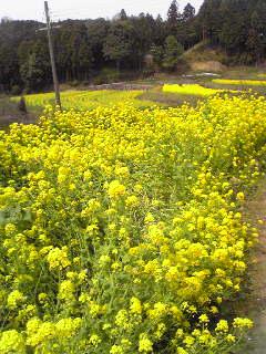 菜の花薫る　飛鳥・大和路