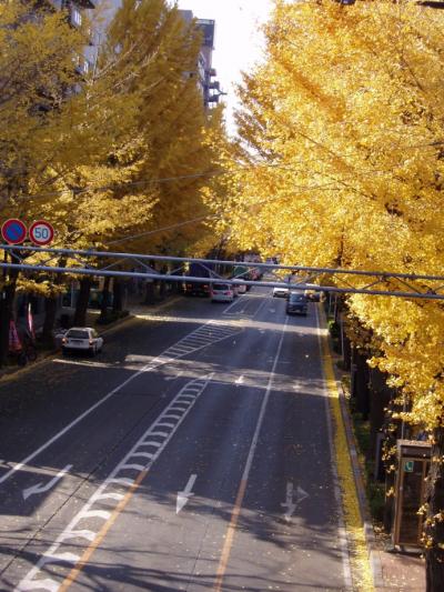 八王子のイチョウ並木